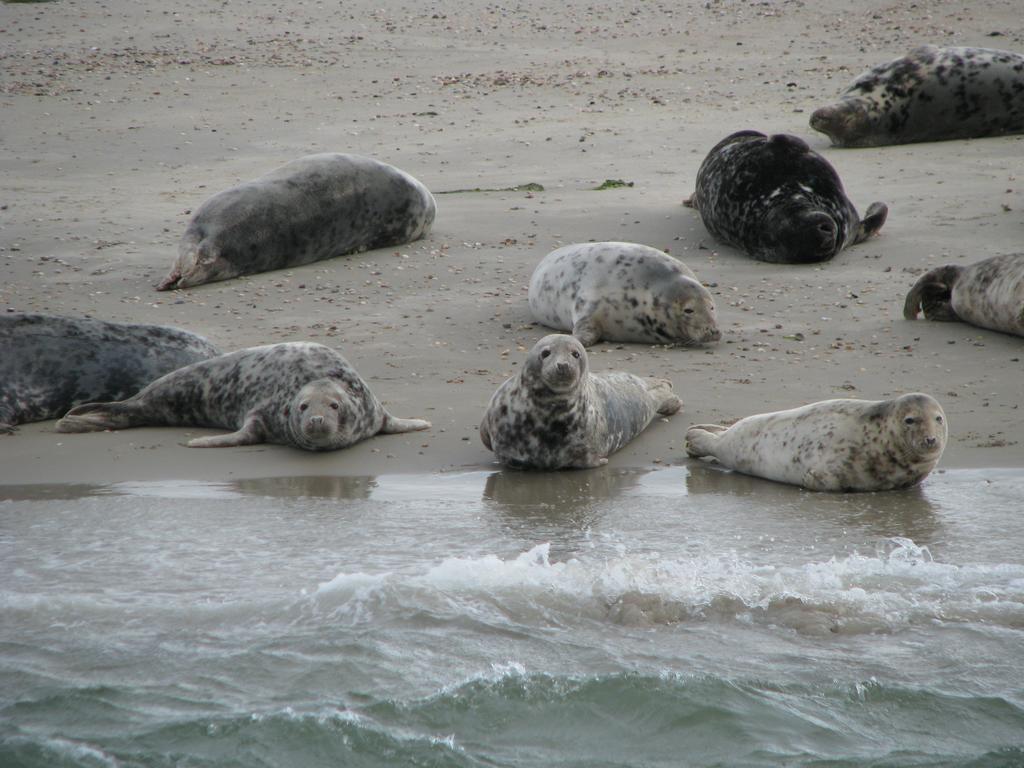 Privatunterkunft De Waterlelie Renesse